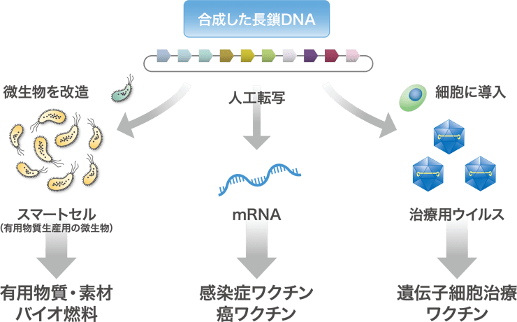 DNA合成とバイオエコノミー