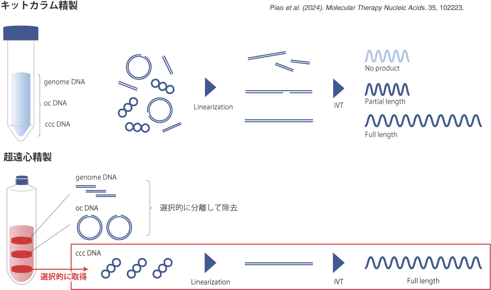 mRNA in vitro転写(IVT)用鋳型プラスミドにおける超遠心製品の優位性