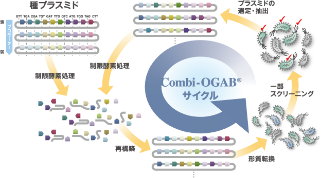 Combi-OGAB®サイクル