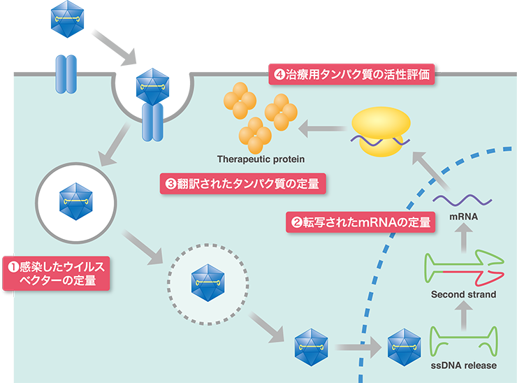 細胞アッセイ