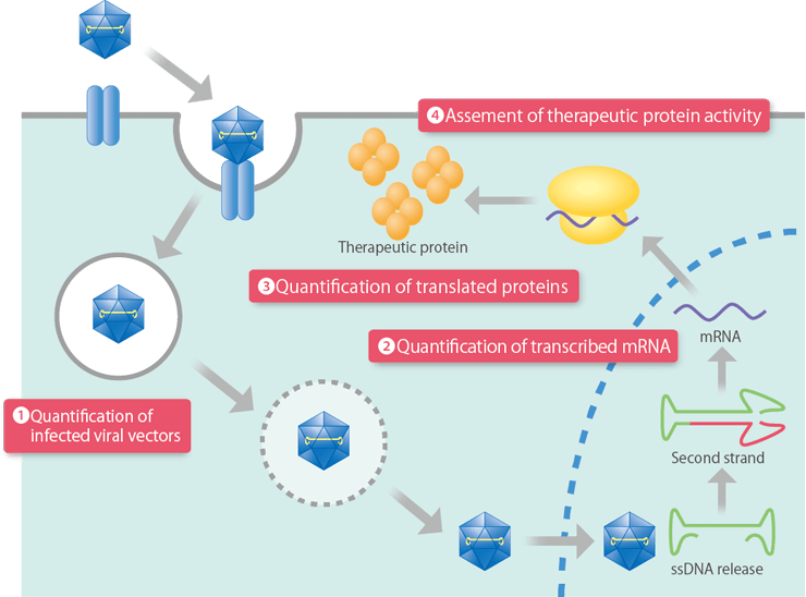 Cell-based Assay