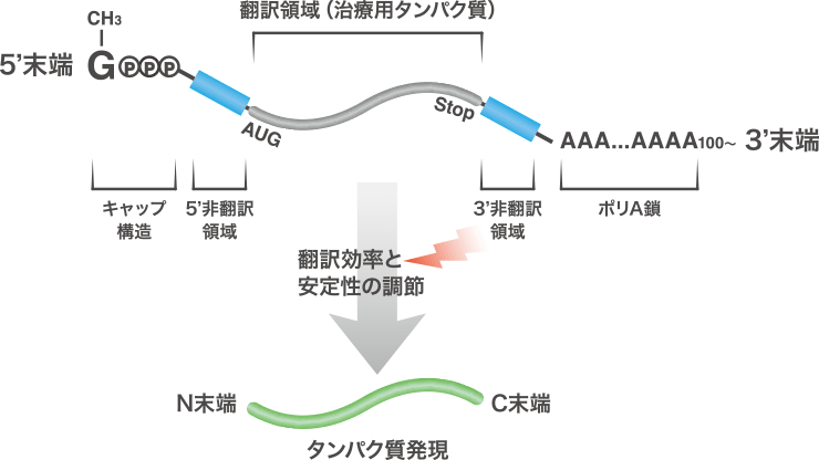 タンパク質の発現量を改善するmRNA配列の探索