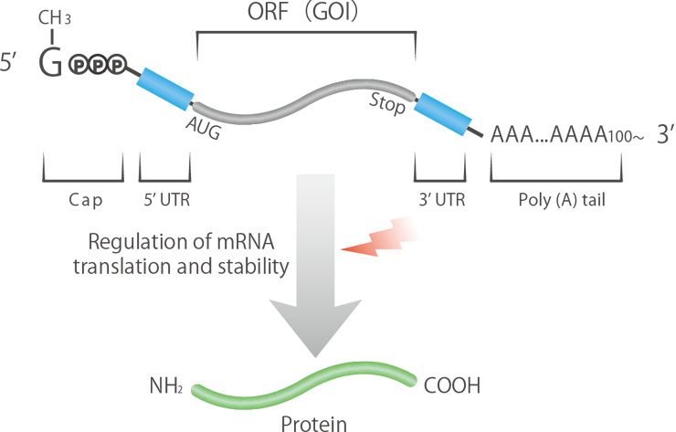 Exploration of mRNA Sequences That Improve Protein Expression