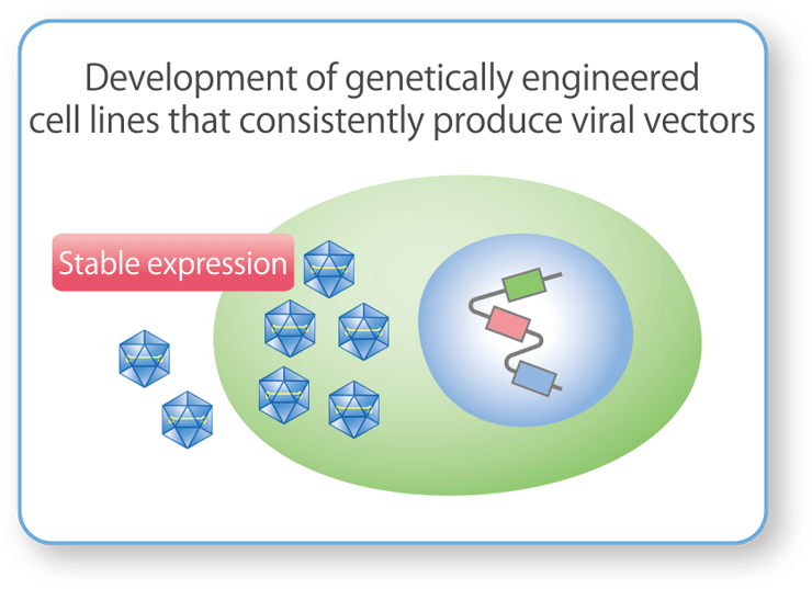 Host Cell Development for Stable Production of AAV Vectors