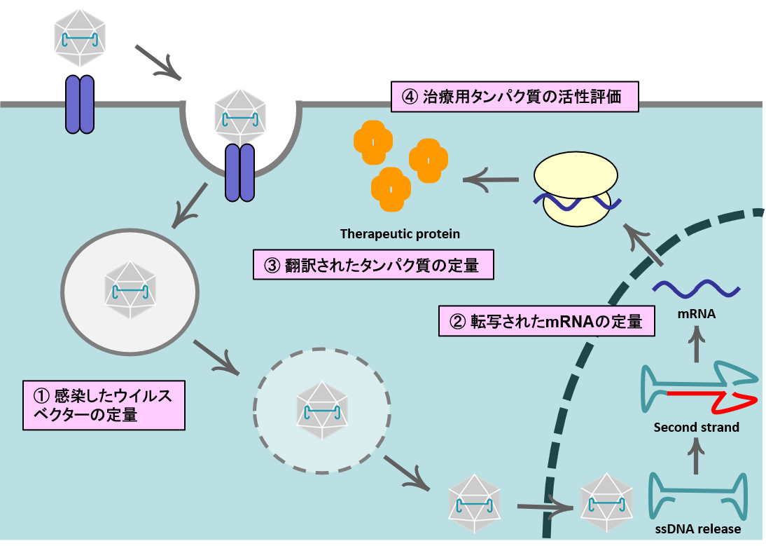 Vetor plasmid Packaging plasmid