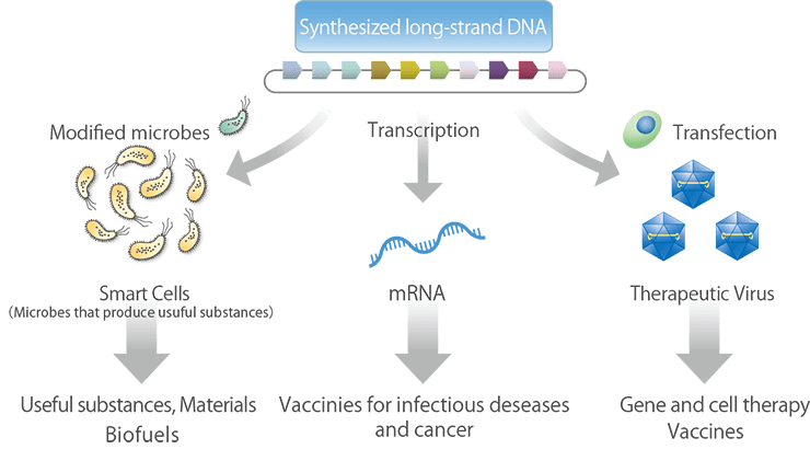 DNA Synthesis and Bioeconomy