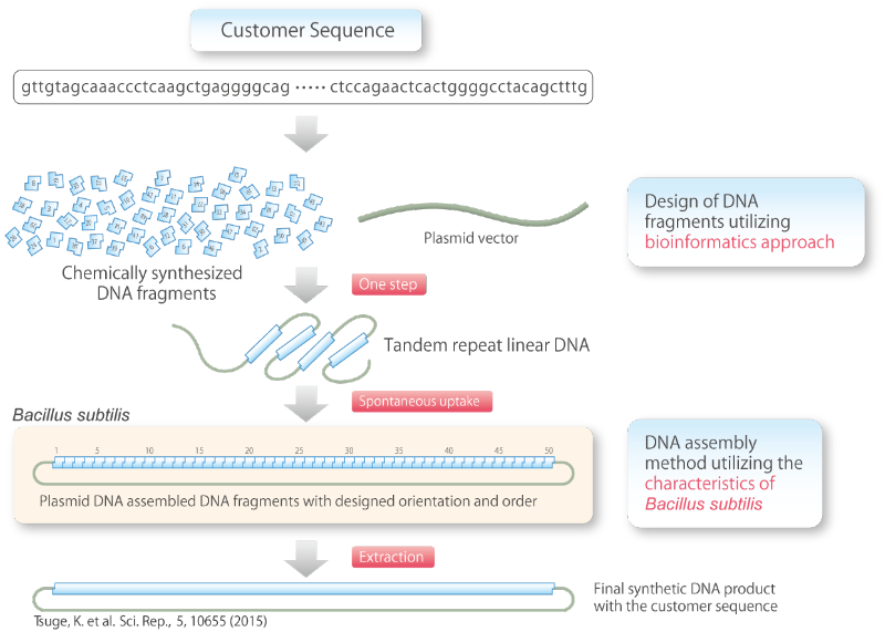 Advantages of Using Bacillus Subtilis