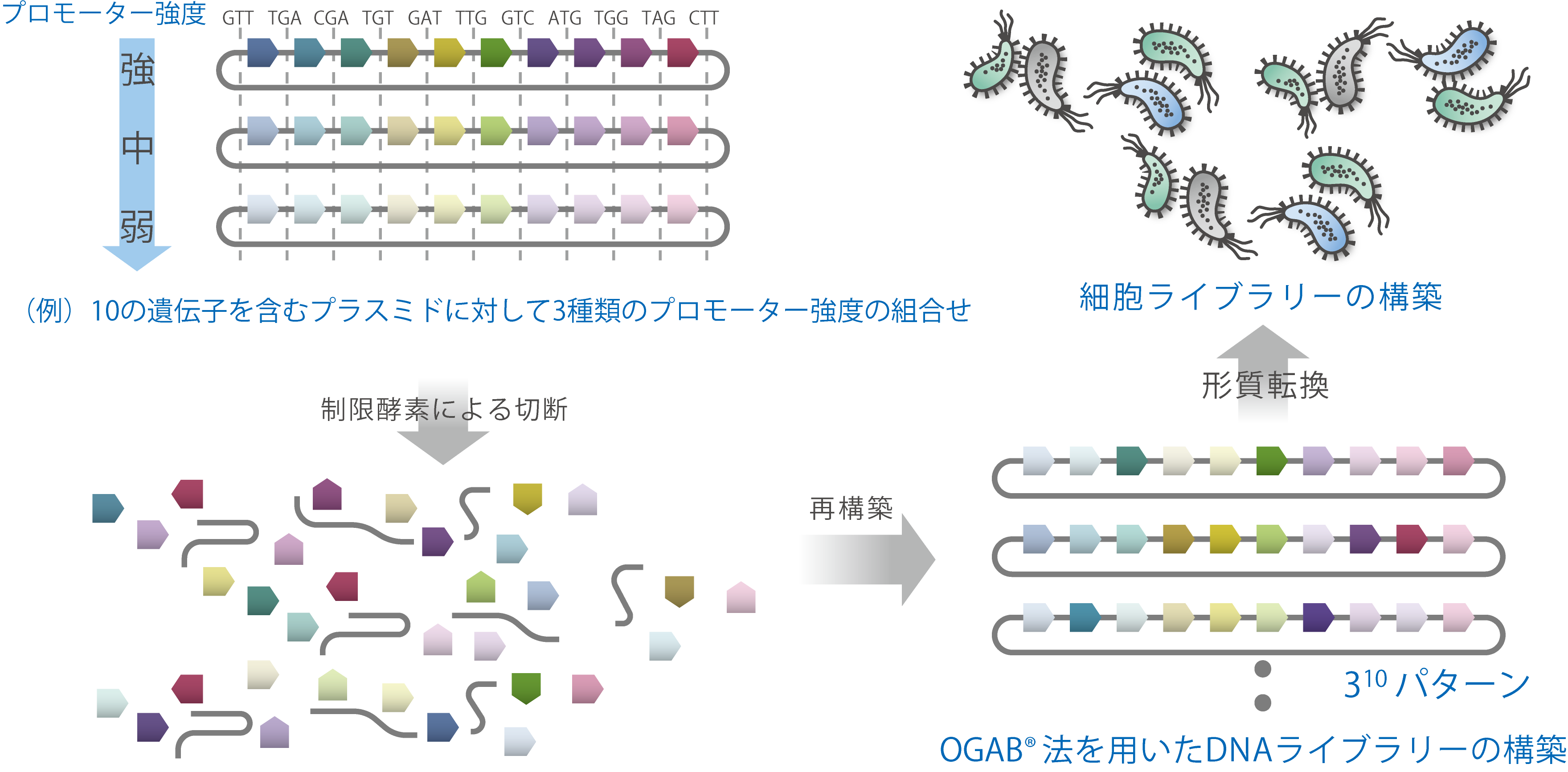 Combinatorial-OGAB法