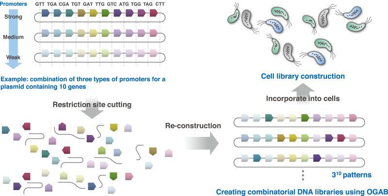 Combinatorial-OGAB